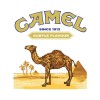 Camel